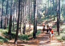 Italy-Sicily-Mount Etna Ride in Sicily